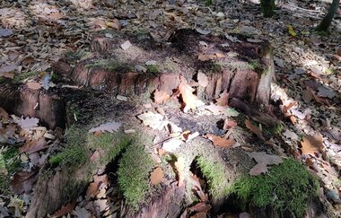 Waldbadepfad Assamstadt | © Liebliches Taubertal