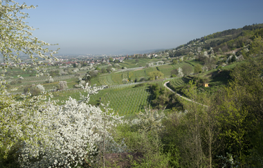 Wanderung von Dossenheim nach Schriesheim | © Landratsamt Rhein-Neckar-Kreis