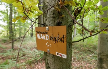 Ein Wegweiser im Wald mit der Aufschrift "Waldlehrpfad" in Waibstadt