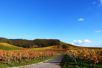 Wein- und Kloster-Rundweg | © Land der 1000 Hügel - Kraichgau-Stromberg