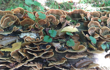 Weinberge, Panorama, Hohlwege: Rundweg Bad Schönborn - Zeutern | © Land der 1000 Hügel - Kraichgau-Stromberg