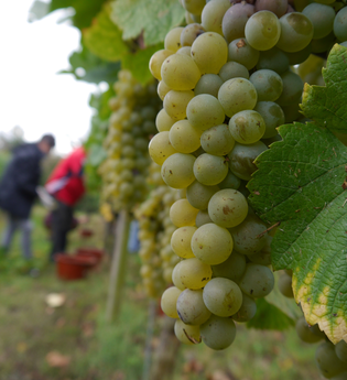 Weinwanderweg 1 - Weinlehrpfad | © Land der 1000 Hügel - Kraichgau-Stromberg