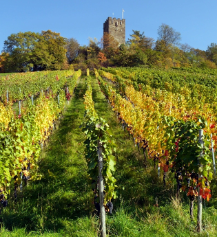 Wengertschützenrunde zum Sandberg und Schloßberg | © Land der 1000 Hügel - Kraichgau-Stromberg