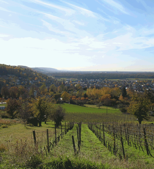 WG1 - Über sanfte Hügel zur Schönen Aussicht | © Land der 1000 Hügel - Kraichgau-Stromberg