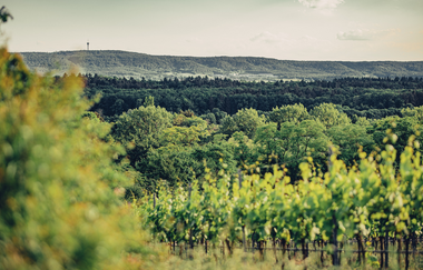 Weinlandschaft am Württembergischen Weinradweg bei Stockheim | © Touristikgemeinschaft HeilbronnerLand e.V.