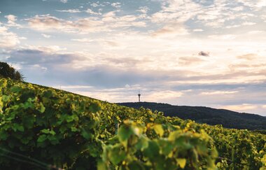 Landschaft im Zabergäu | © Touristikgemeinschaft HeilbronnerLand e.V.