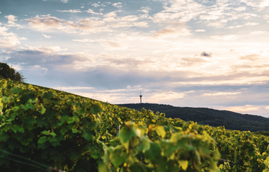 Landschaft im Zabergäu | © Touristikgemeinschaft HeilbronnerLand e.V.