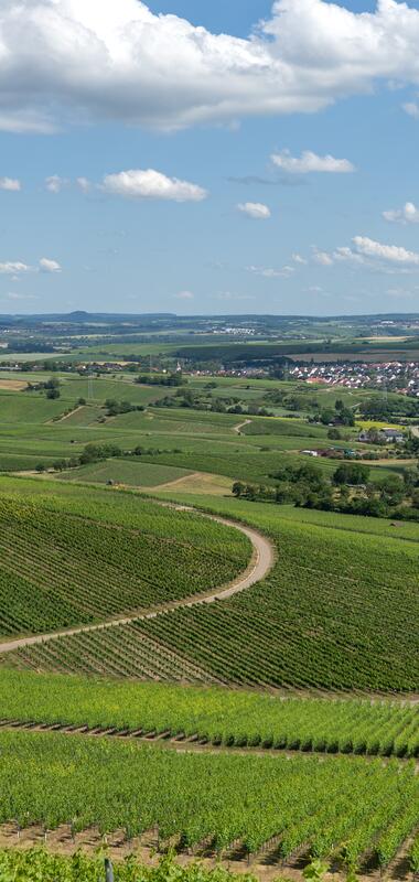 Landschaft und Weinberge Nordheims | © Gemeinde Nordheim