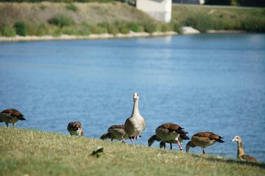 Gänse an der Ehmetsklinge | © Konrad Plank