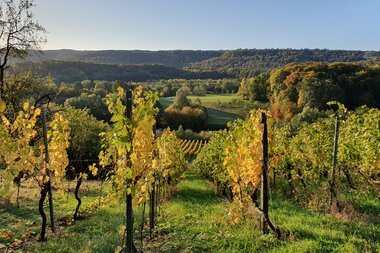 Weinberge im Naturpark im Herbst | © Naturpark Stromberg-Heuchelberg