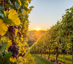 Reben mit roten Trauben behangen | © Neckar-Zaber-Tourismus e.V. | Carsten Götze