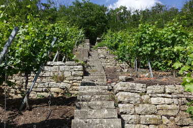 Steillagen in Lauffen | © Neckar-Zaber-Tourismus e.V.