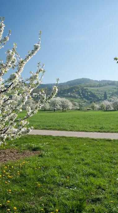 Blühende Obstbäume auf einer Wiese mit Hügeln im Hintergrund unter blauem Himmel | © Landratsamt Rhein-Neckar-Kreis; Foto Dorothea Burkhardt