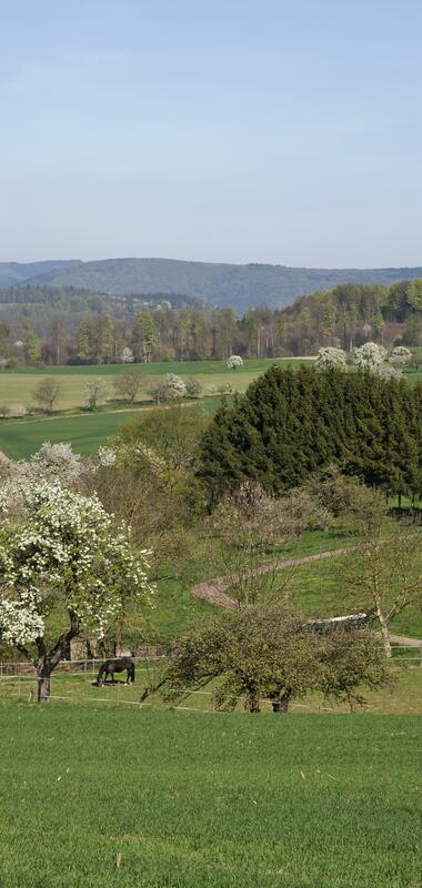 Landschaft im Kleinen Odenwald mit grünen Wiesen, blühenden Bäumen und bewaldeten Hügeln im Hintergrund | © Landratsamt Rhein-Neckar-Kreis; Foto Dorothea Burkhardt
