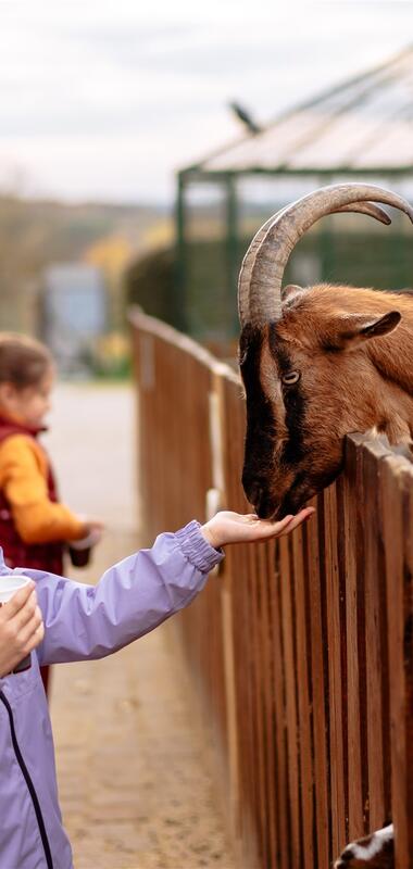 Kind in lila Jacke füttert Ziege mit Hörnern über einen Holzzaun an einem Tiergehege. | © Landratsamt Rhein-Neckar-Kreis; Foto Sebastian Weindel