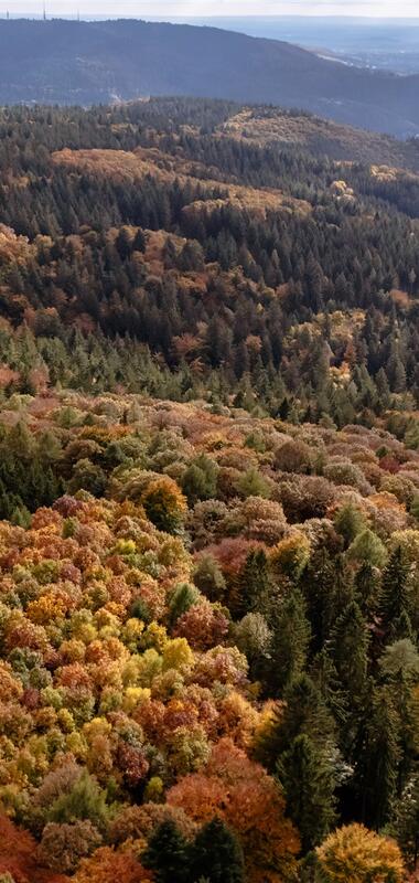 Luftaufnahme des Odenwalds mit herbstlich gefärbtem Mischwald und hügeliger Landschaft im Hintergrund | © Landratsamt Rhein-Neckar-Kreis; Foto Sebastian Weindel
